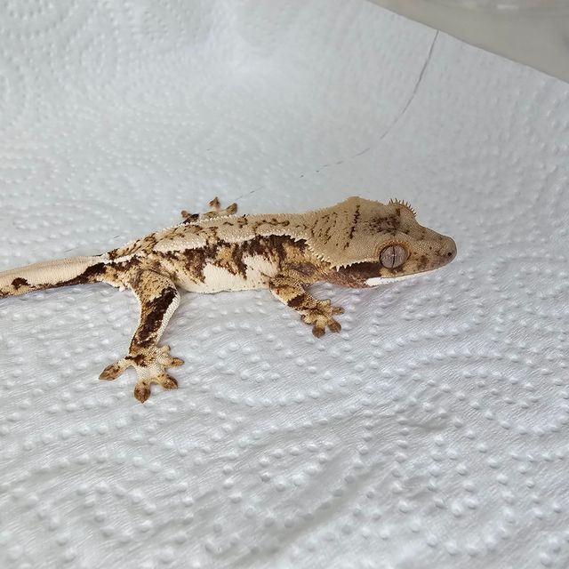 트라이
