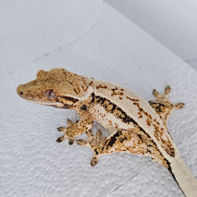 핀스트라이프 드리피 쿼드 풀핀