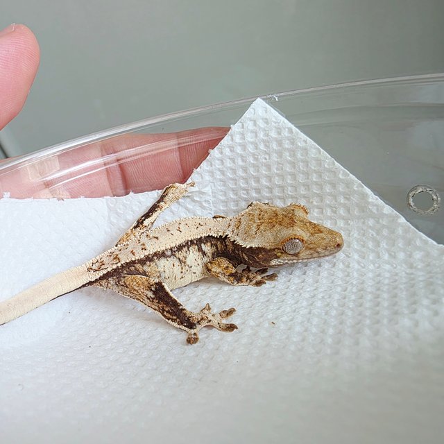 쿼드 풀핀 드리피 트라이