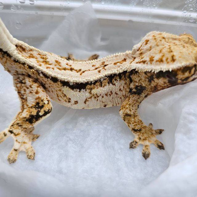 핀스트라이프 드리피 쿼드 풀핀