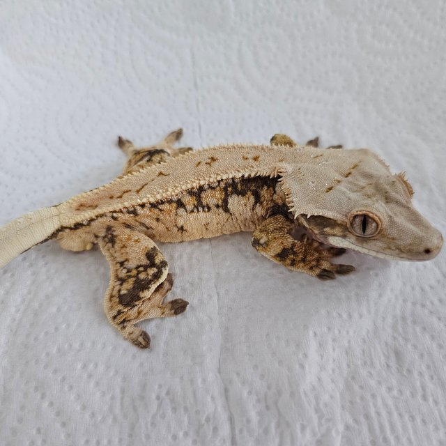 핀스트라이프 쿼드 드리피 트라이