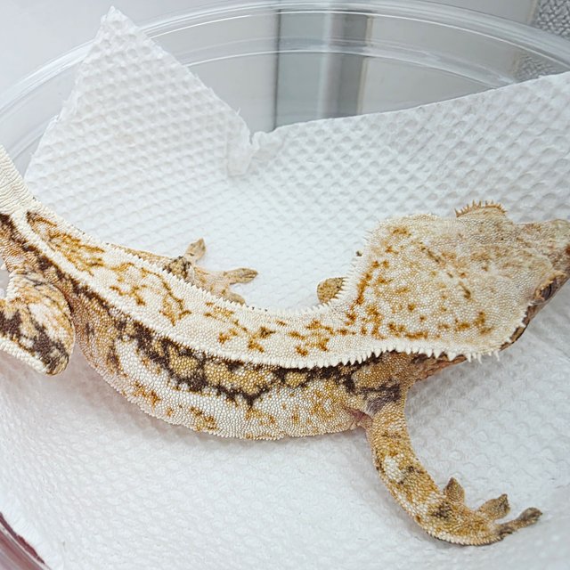 핀스트라이프 드리피 트라이