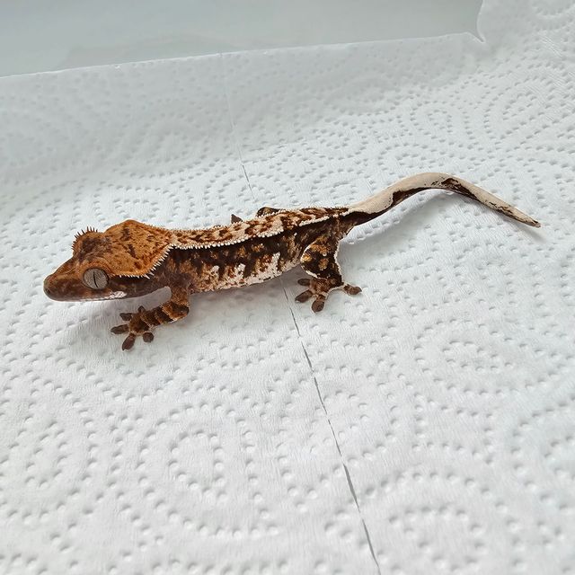 트라이