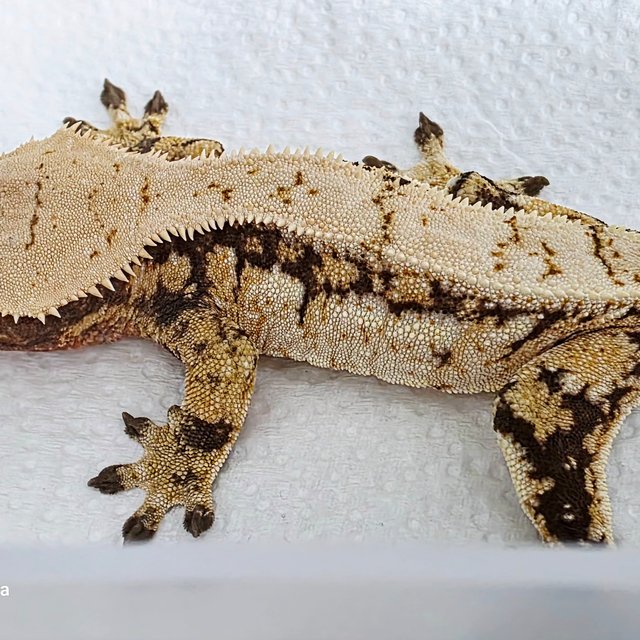 노멀 드리피 트라이 쿼드