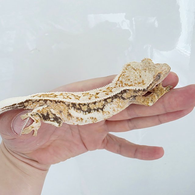 핀스트라이프 쿼드 풀핀 드리피