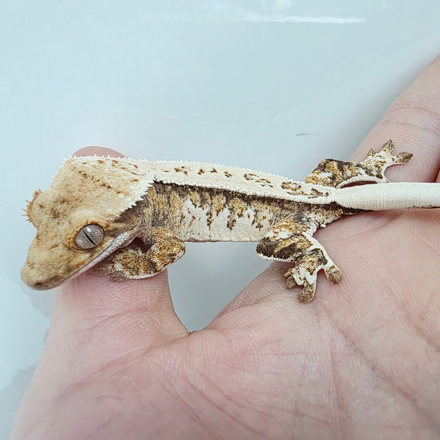 핀스트라이프 쿼드 풀핀 드리피 트라이