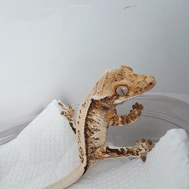 핀스트라이프 쿼드 풀핀 드리피 트라이