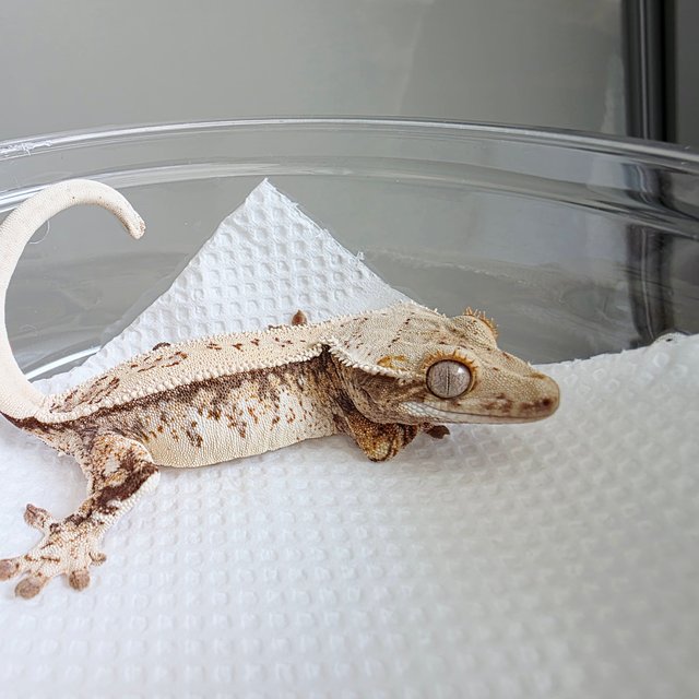 풀핀 쿼드 드리피 트라이