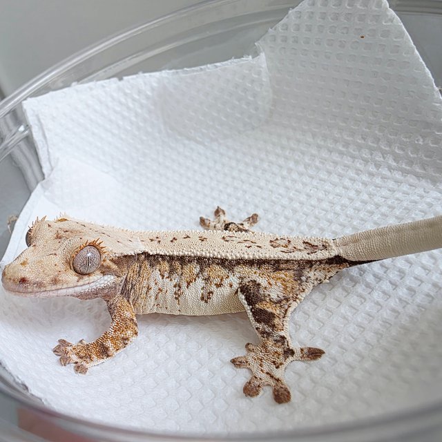 풀핀 쿼드 드리피 트라이