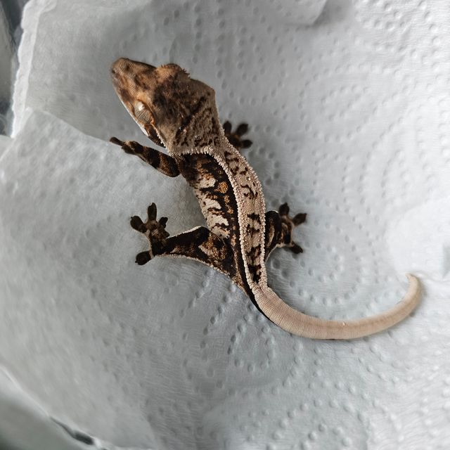 트라이