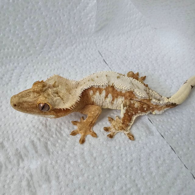 노멀 드리피 크림시클