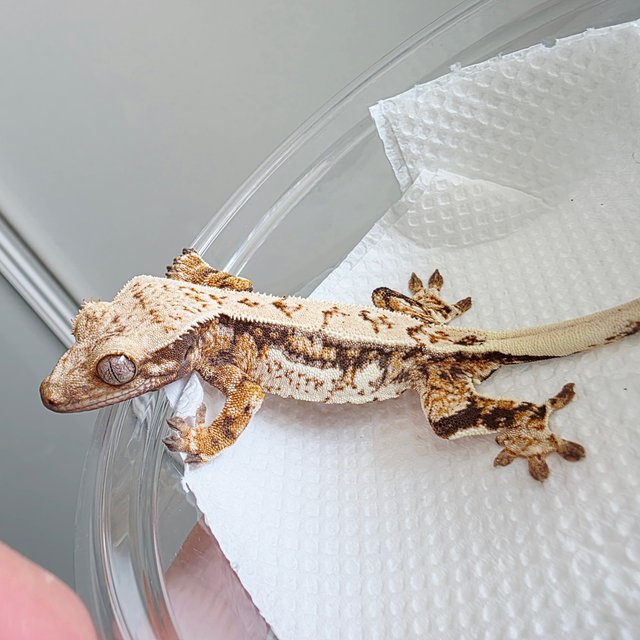 텐저린 쿼드 드리피 트라이