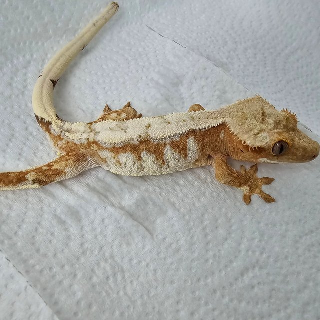 노멀 드리피 크림시클