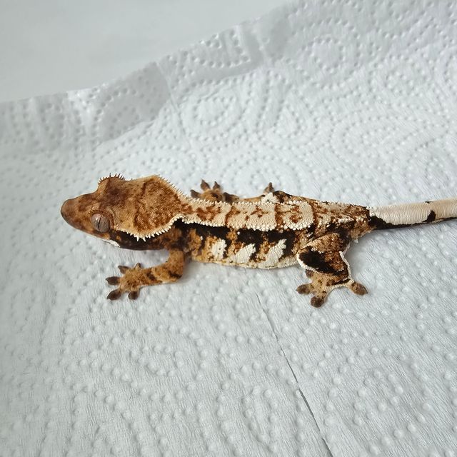 트라이