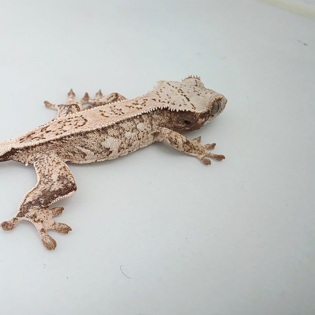 핀스트라이프 쿼드 풀핀 트라이