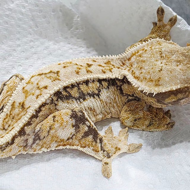 핀스트라이프 쿼드 풀핀 드리피