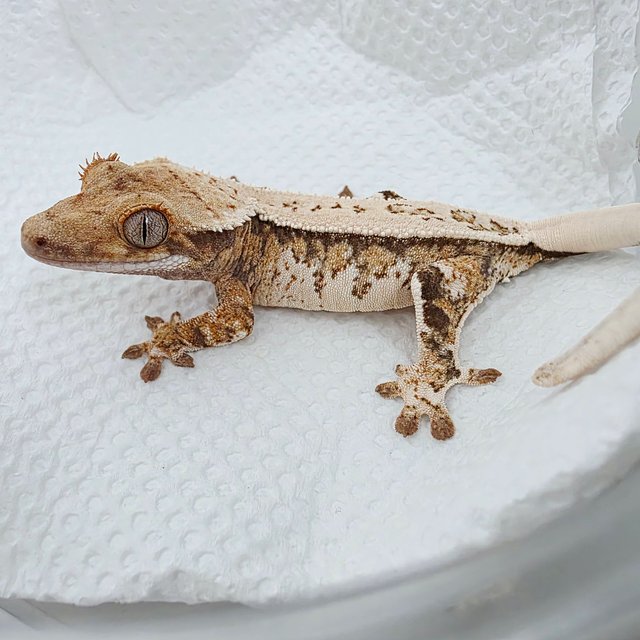 핀스트라이프 쿼드 풀핀 드리피 트라이