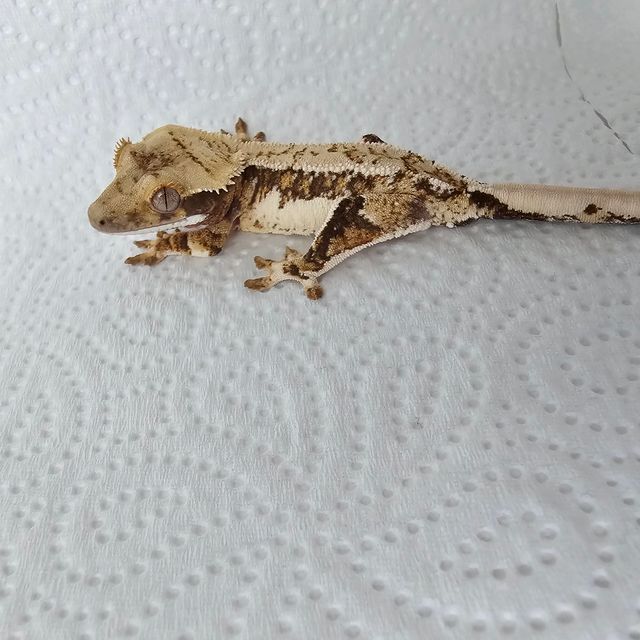 트라이