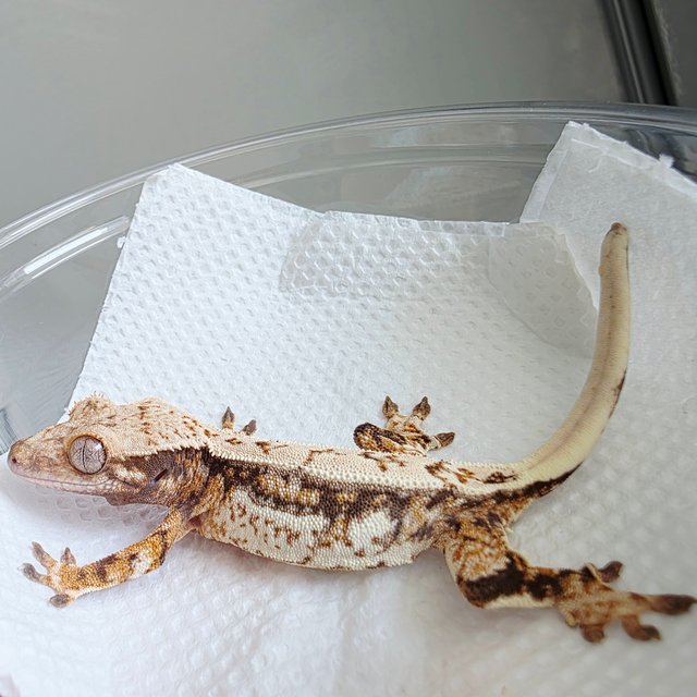 텐저린 쿼드 드리피 트라이