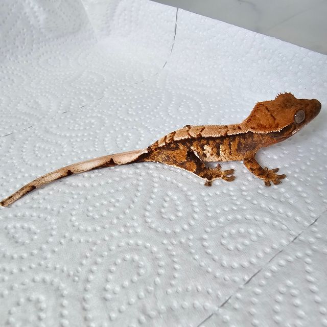 트라이