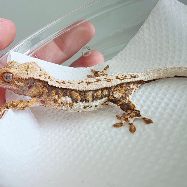 쿼드 풀핀 트라이