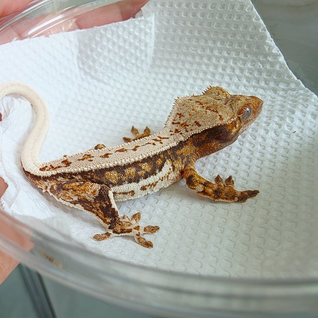 쿼드 풀핀 트라이