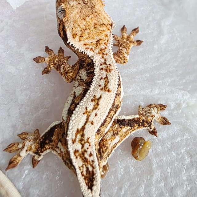 화이트 핀스트라이프 쿼드 풀핀 드리피 트라이