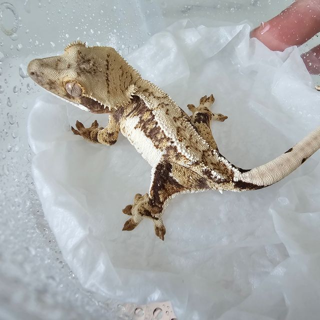 트라이