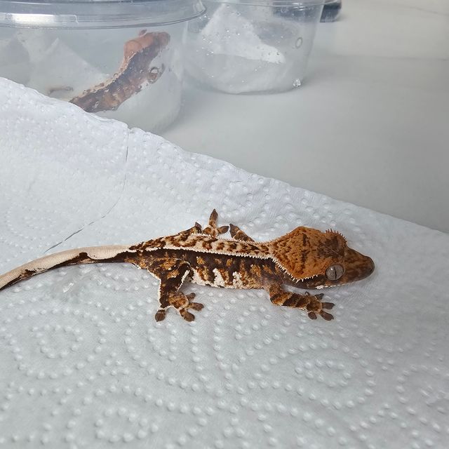 트라이