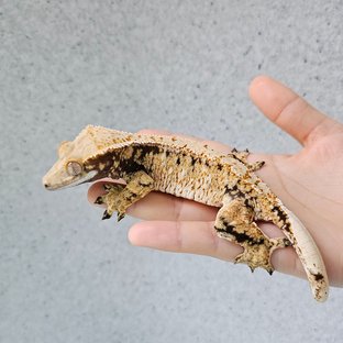 베키