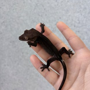 콜라*모카_차콜카푸2
