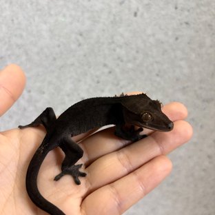 콜라*모카_차콜카푸1