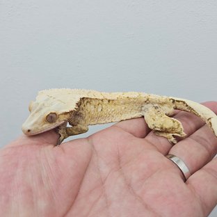 노멀 화이트스팟