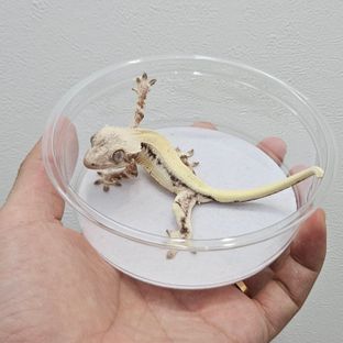 릴리 세이블