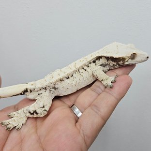 두부