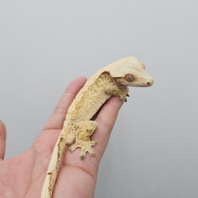 노멀 화이트스팟