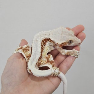 레드 릴리화이트