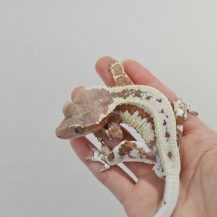 레드 프라푸치노