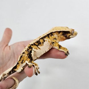 트라이 익스트림할리퀸