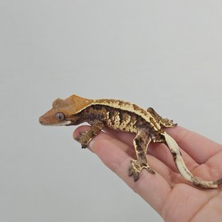 트라이 익스트림할리퀸 카푸치노