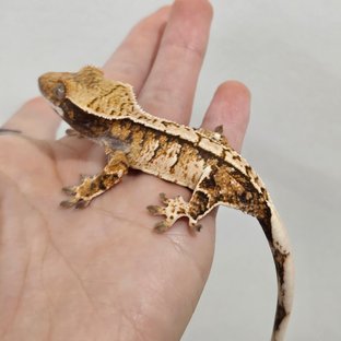 트라이 익스트림할리퀸