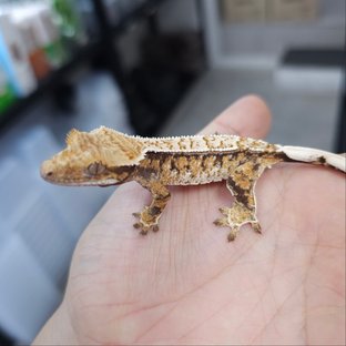 텐저린 트라이