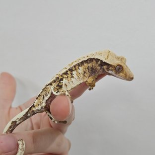 노멀 트라이 익스트림할리퀸