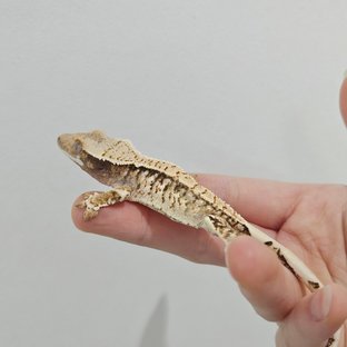 트라이 익스트림할리퀸