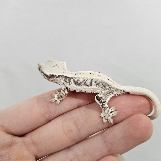 릴리화이트 화이트