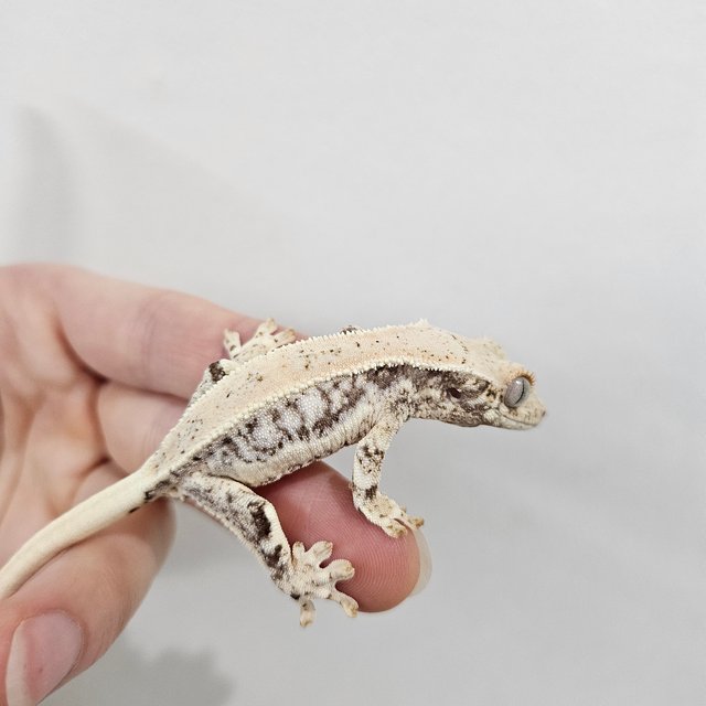 릴리화이트 화이트