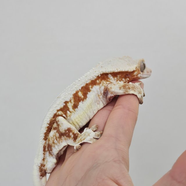 레드 릴리화이트