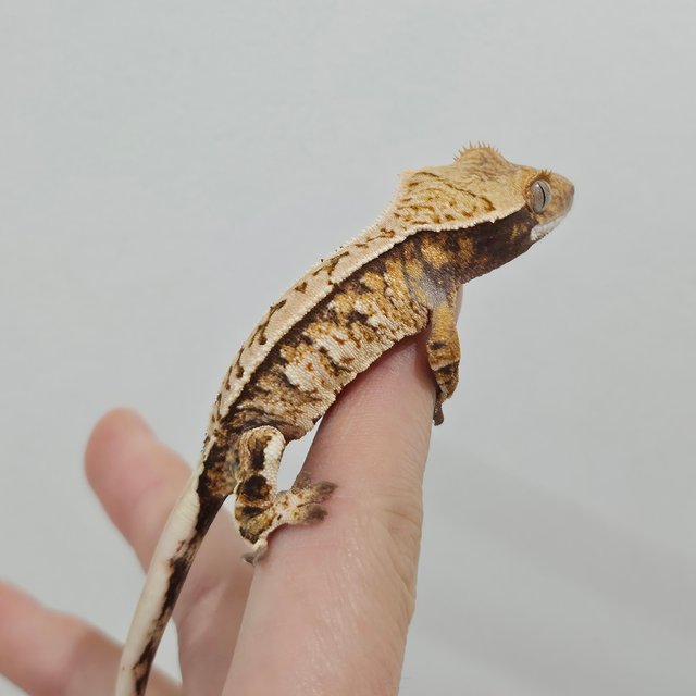 트라이 익스트림할리퀸