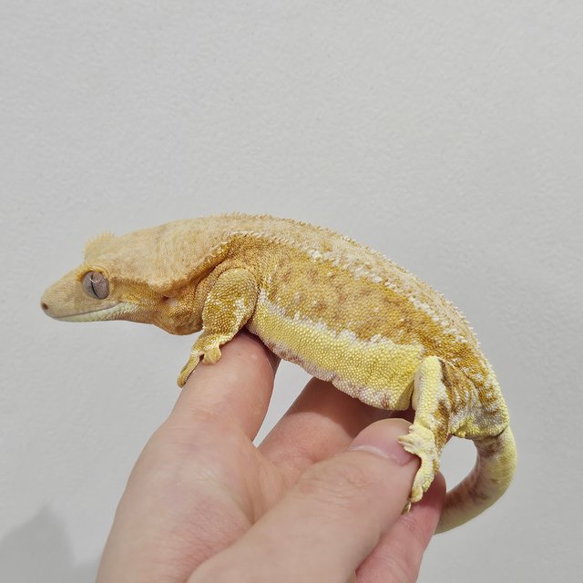 옐로우 릴리화이트