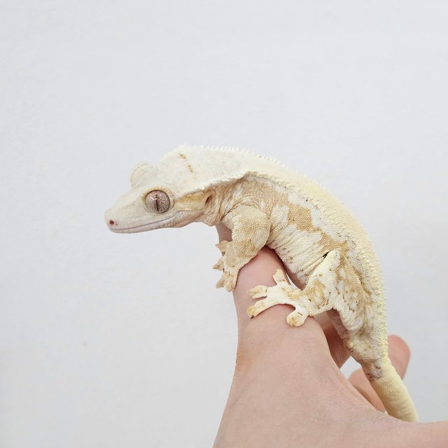 릴리화이트 크림 솔리드백